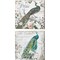 Paris Peacock & Peacock Rose by Mary Jane Creative 14" x 14" Canvas Wall Art (Set of 2)